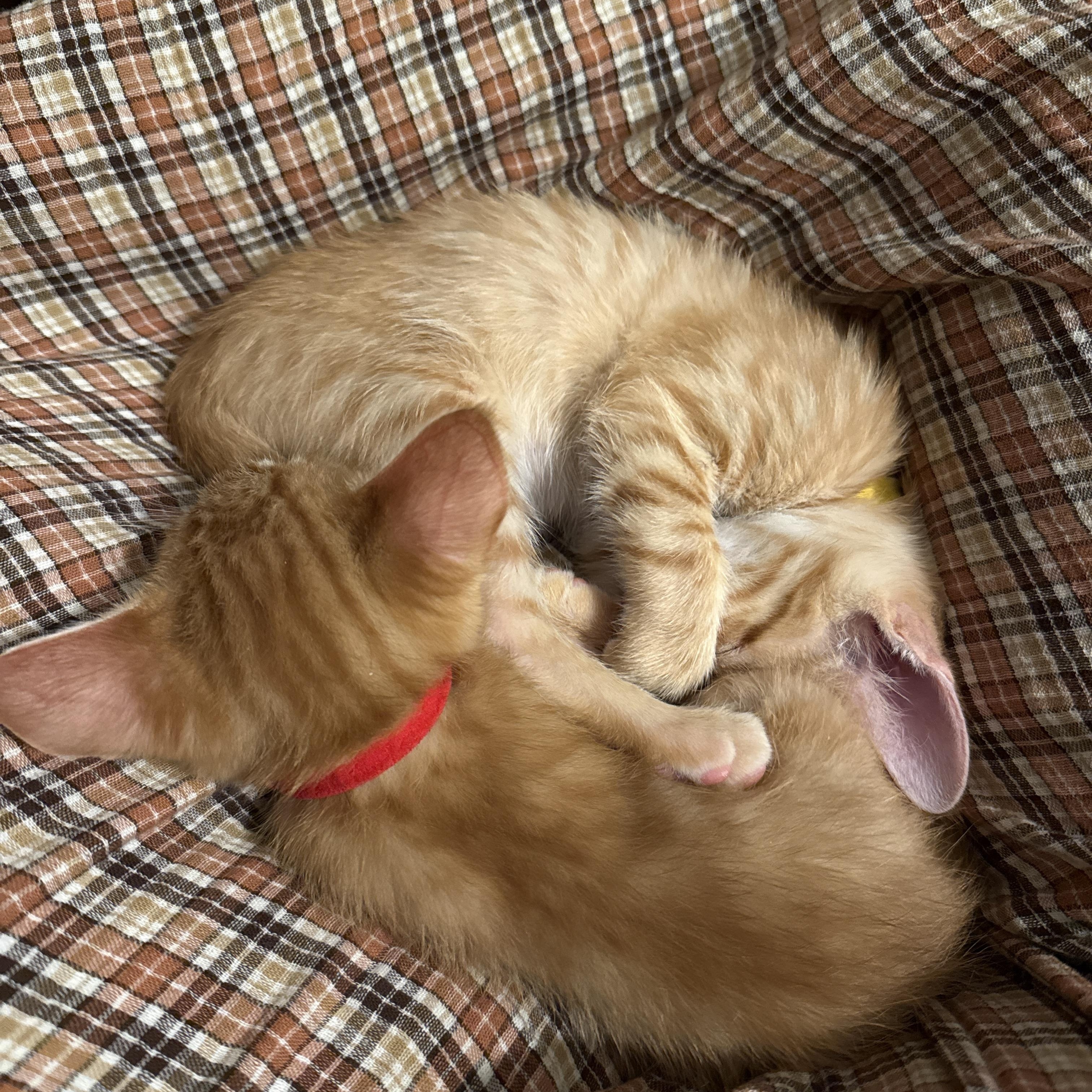 Enlarge Dirigible - Athens, GA, an adopted mixed breed in Athens, GA image 6/6