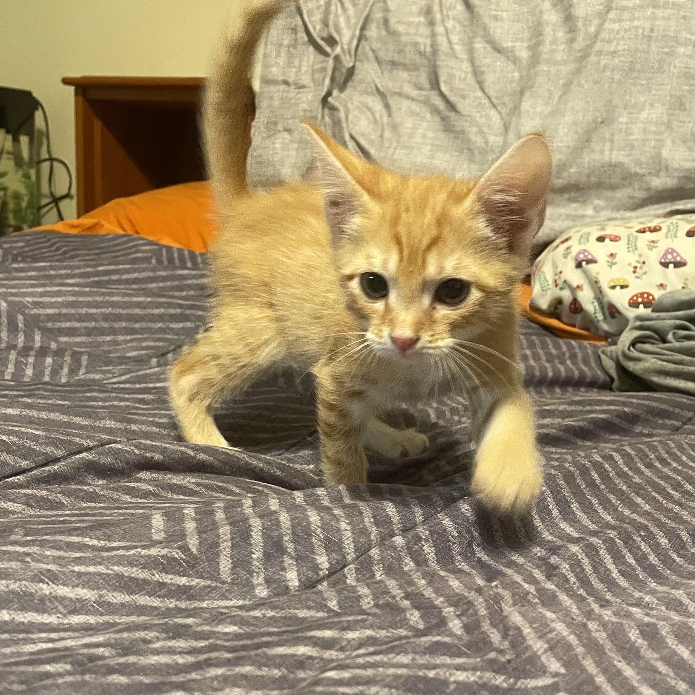 Dirigible - Athens, GA, adopted, Kitten Male Domestic Short Hair & Tabby.