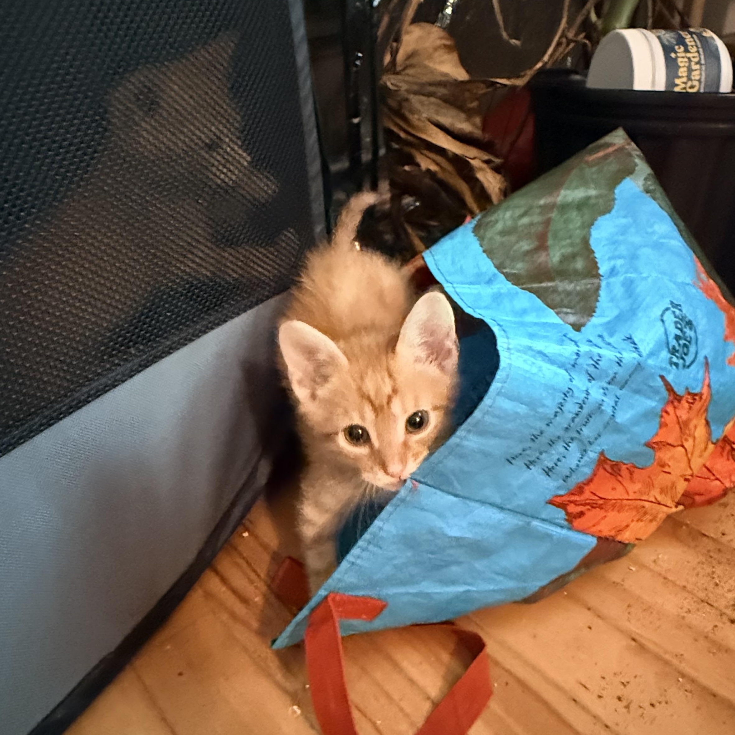 Enlarge Dirigible - Athens, GA, an adopted mixed breed in Athens, GA image 4/6