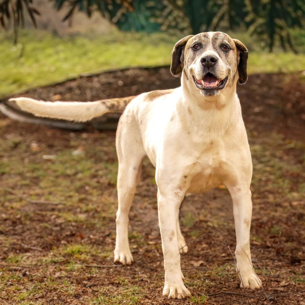 Rum, Adoptable, Senior Male Hound & Mixed Breed.