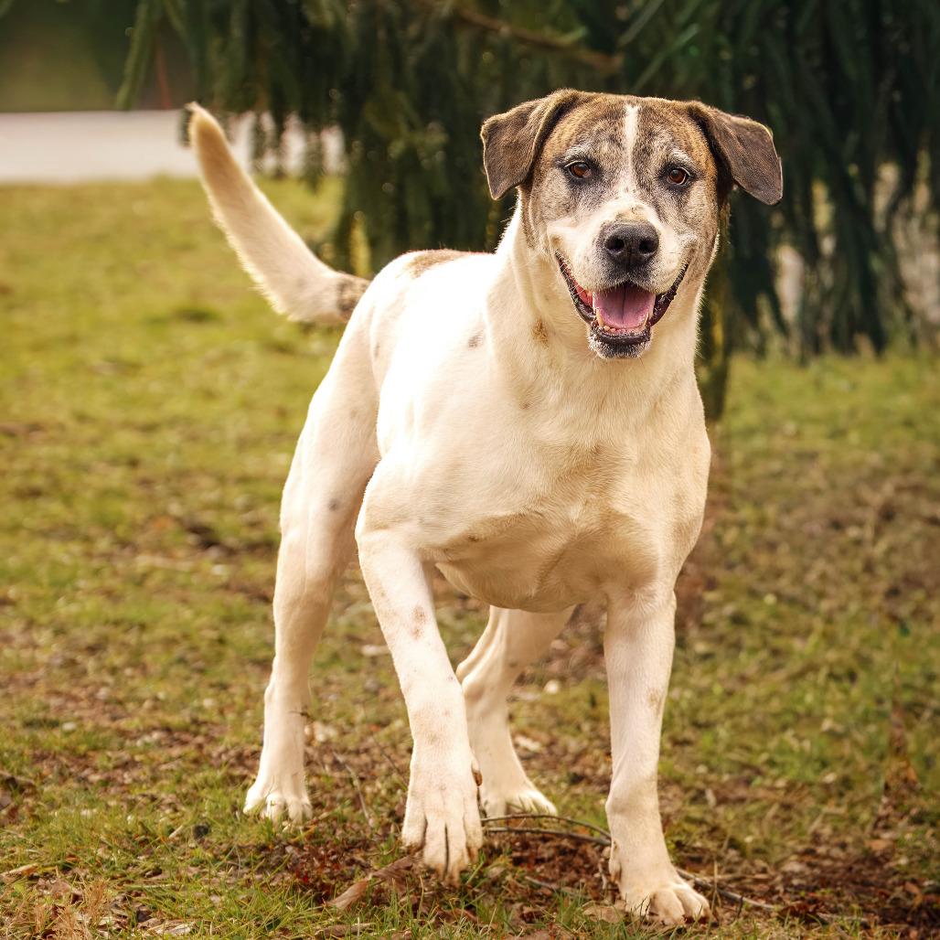 Enlarge Rum, a Adoptable mixed breed in Versailles, KY image 2/4