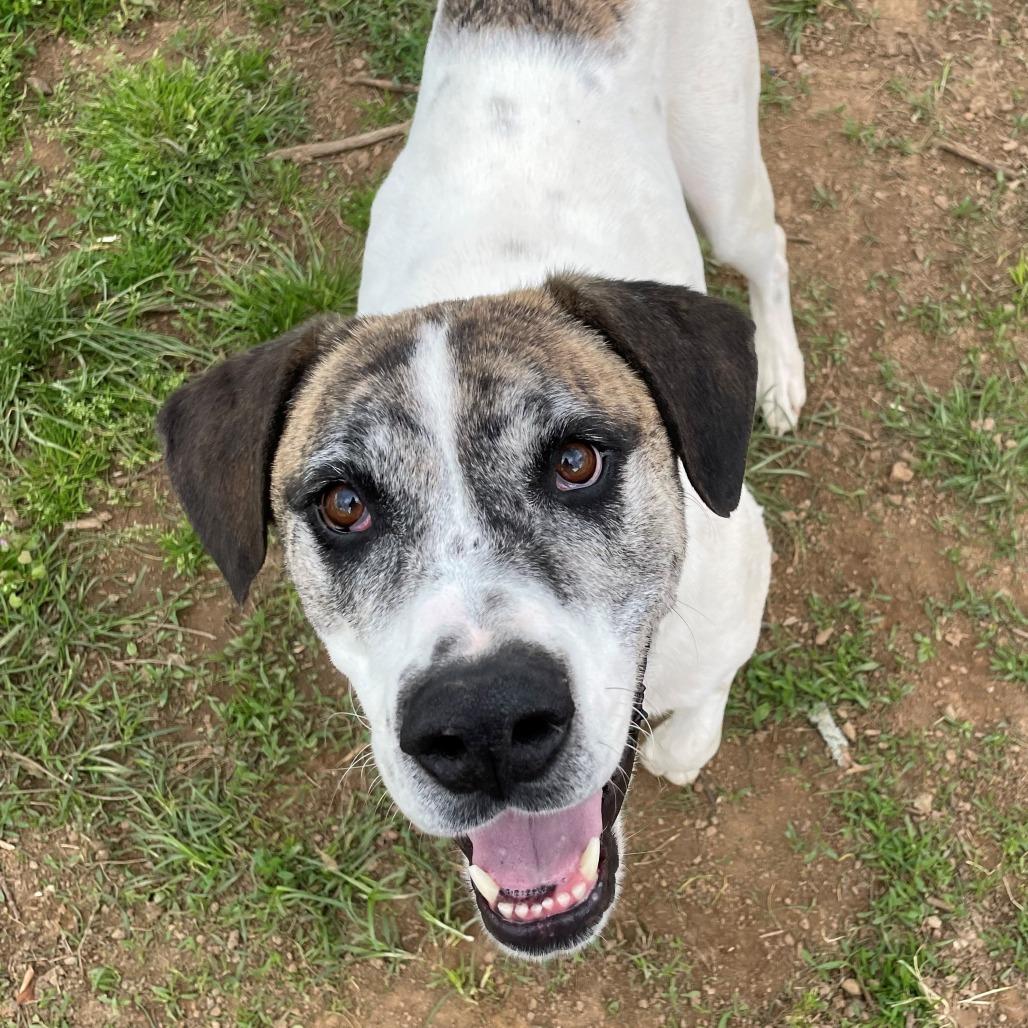 Enlarge Rum, a Adoptable mixed breed in Versailles, KY image 3/4