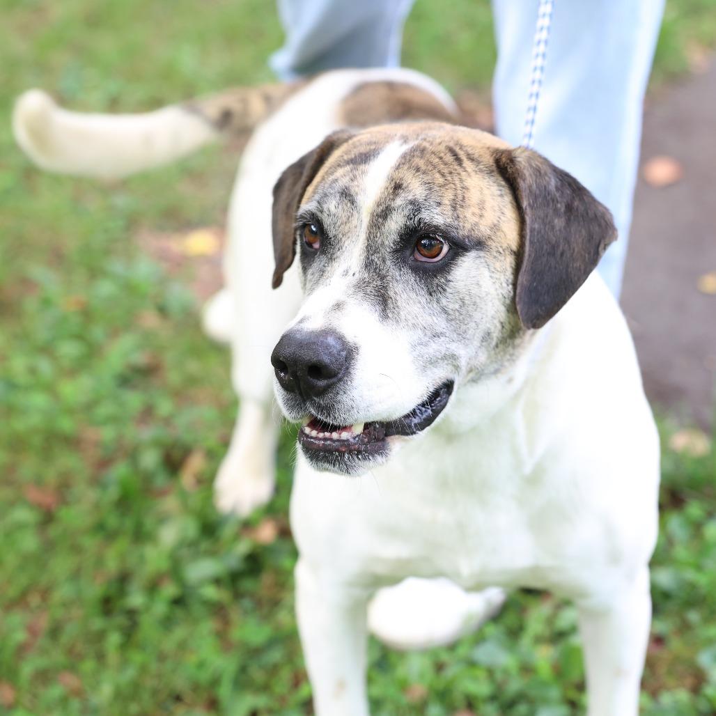 Enlarge Rum, a Adoptable mixed breed in Versailles, KY image 4/4