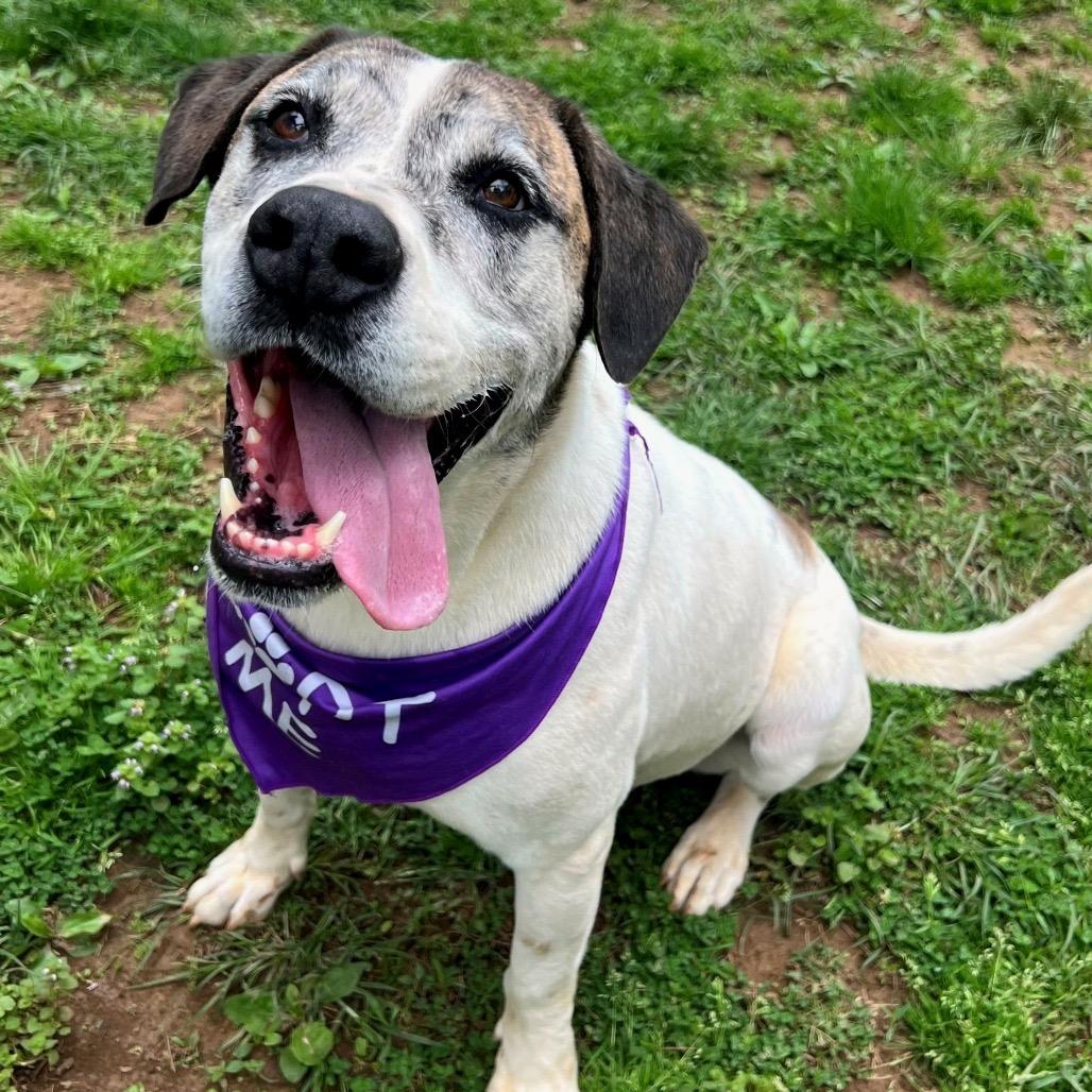 Enlarge Rum, a Adoptable mixed breed in Versailles, KY image 5/5