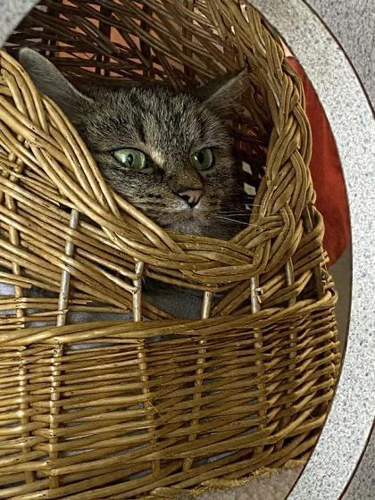 Emily, a ADOPTABLE Domestic Medium Hair in Lewiston, ME image 2/2