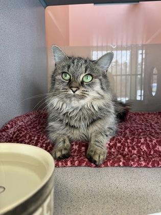 Emily, a ADOPTABLE Domestic Medium Hair in Lewiston, ME image 1/2