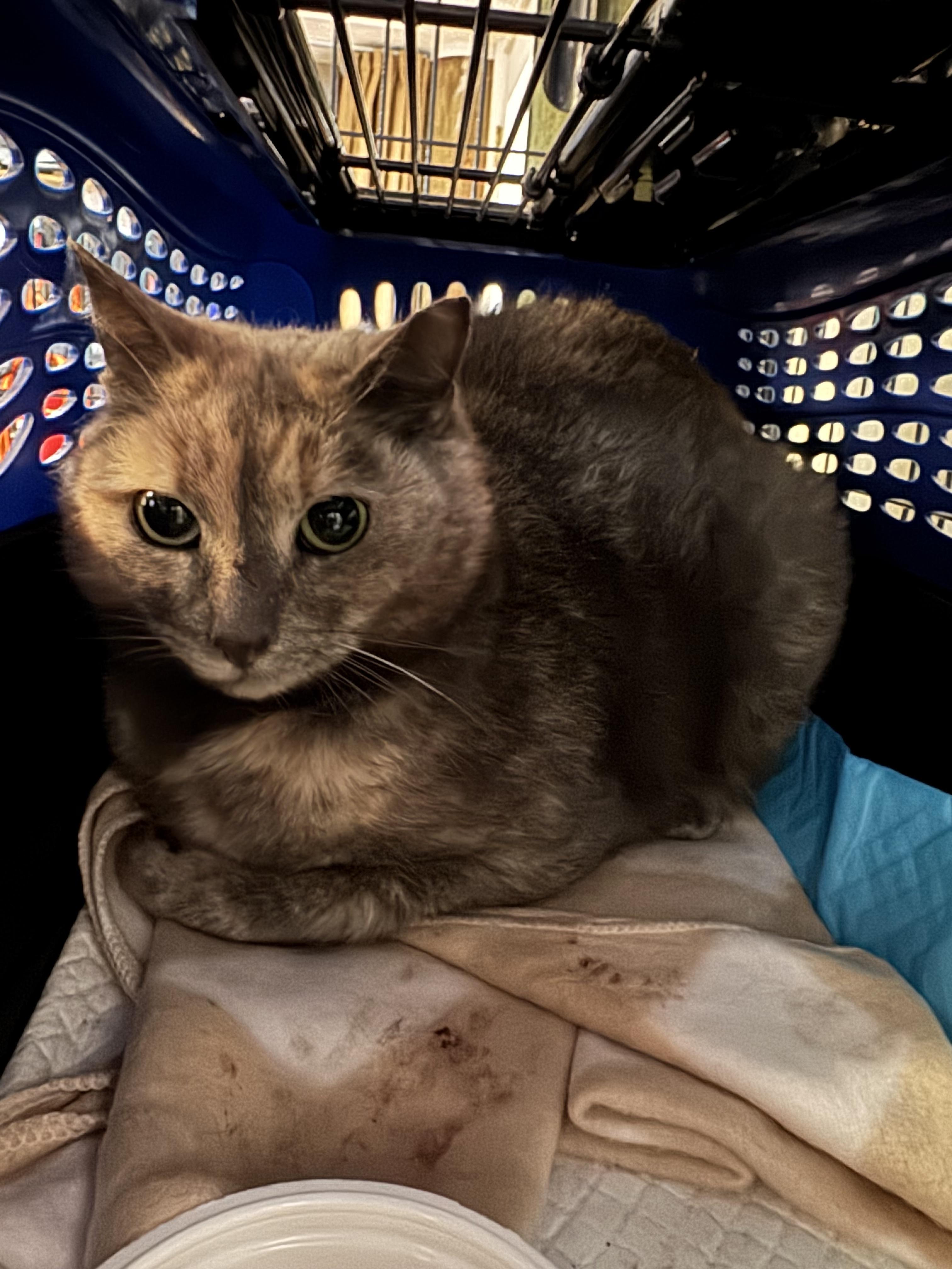 Enlarge Noelle , an adopted mixed breed in Brick, NJ image 3/4