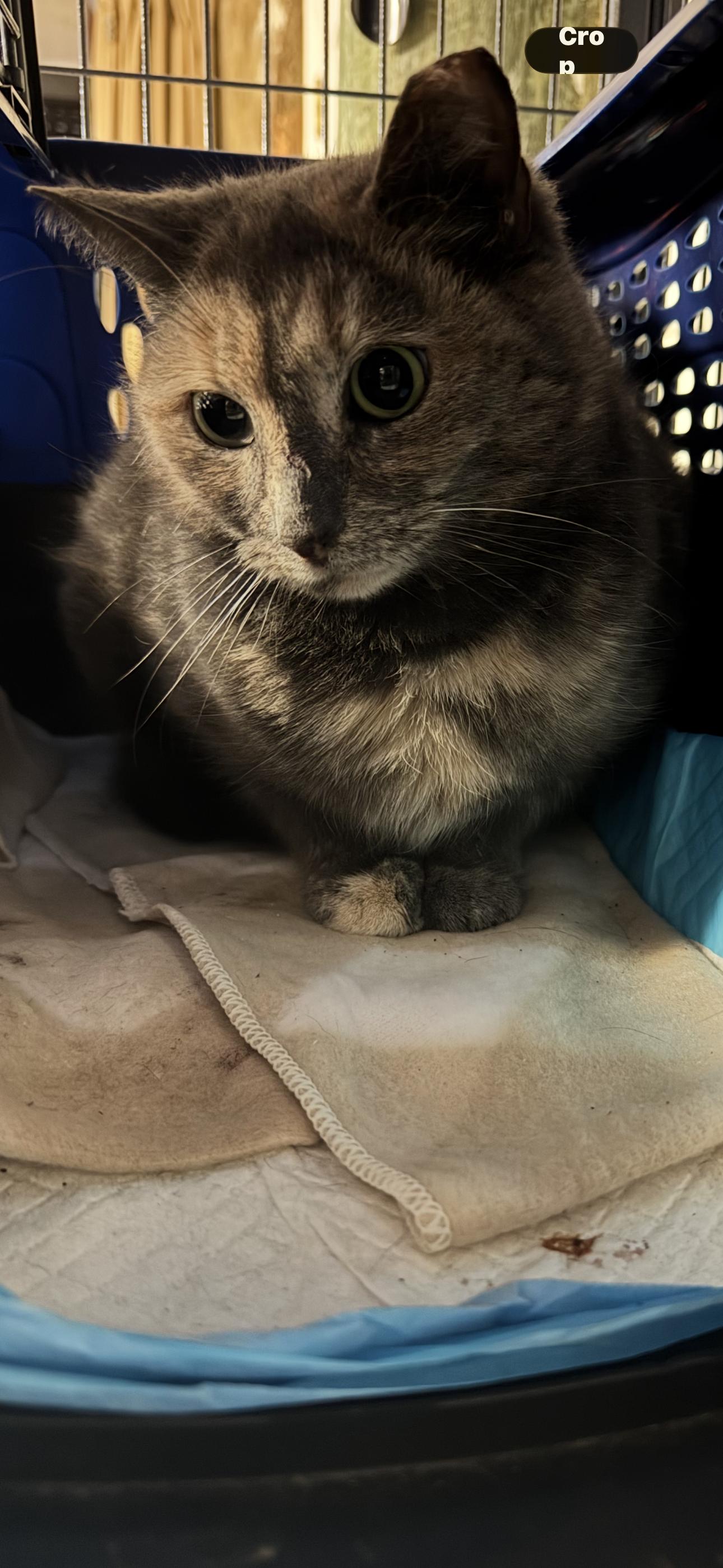 Enlarge Noelle , an adopted mixed breed in Brick, NJ image 4/4