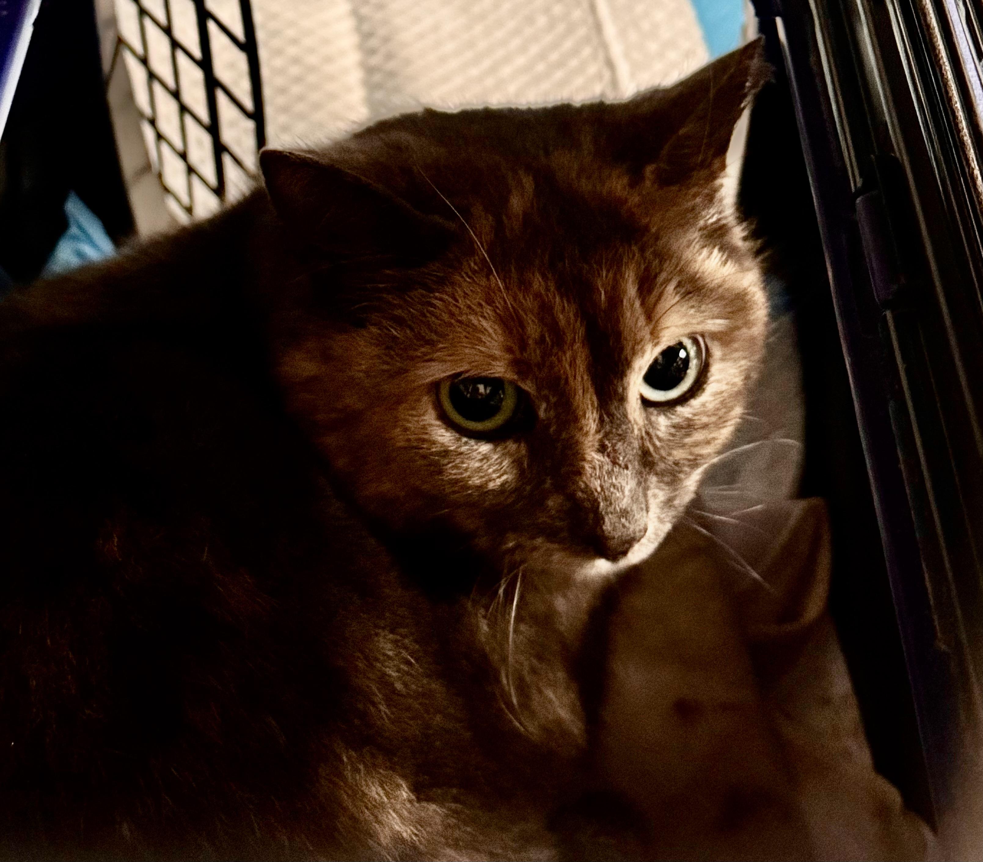 Noelle , ADOPTABLE, Adult Female Tortoiseshell.