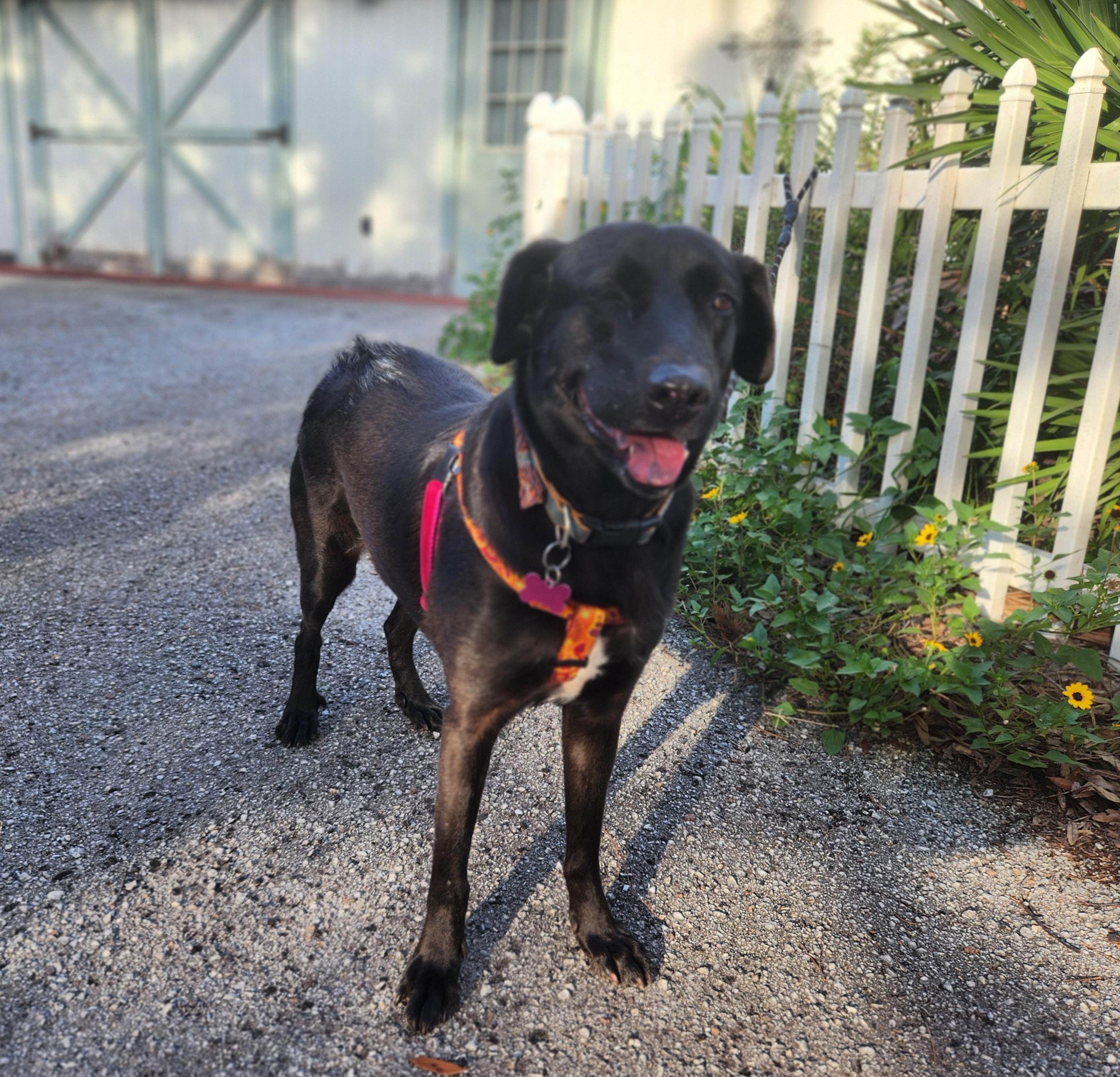 Jasmine, Adopted, Adult Female Black Labrador Retriever.