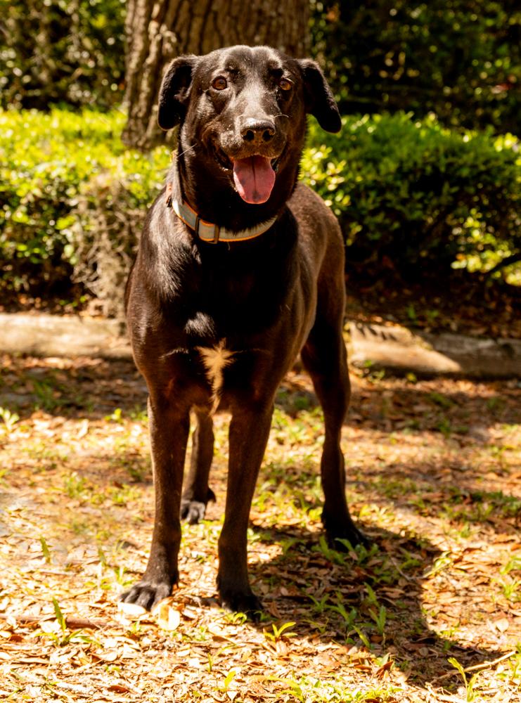 Enlarge Jasmine, a Adopted mixed breed in Spring Hill, FL image 2/6