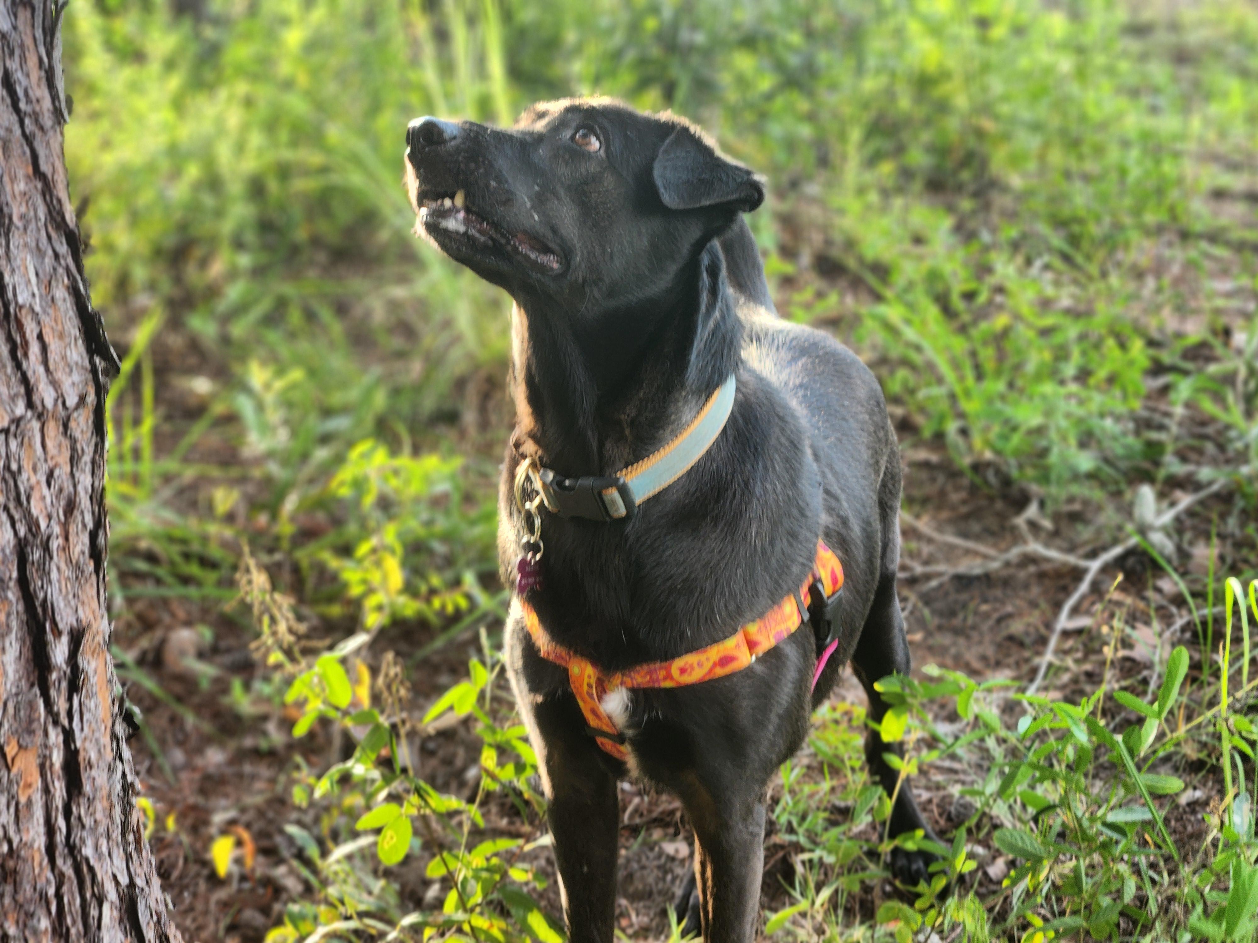 Enlarge Jasmine, a Adopted mixed breed in Spring Hill, FL image 4/6