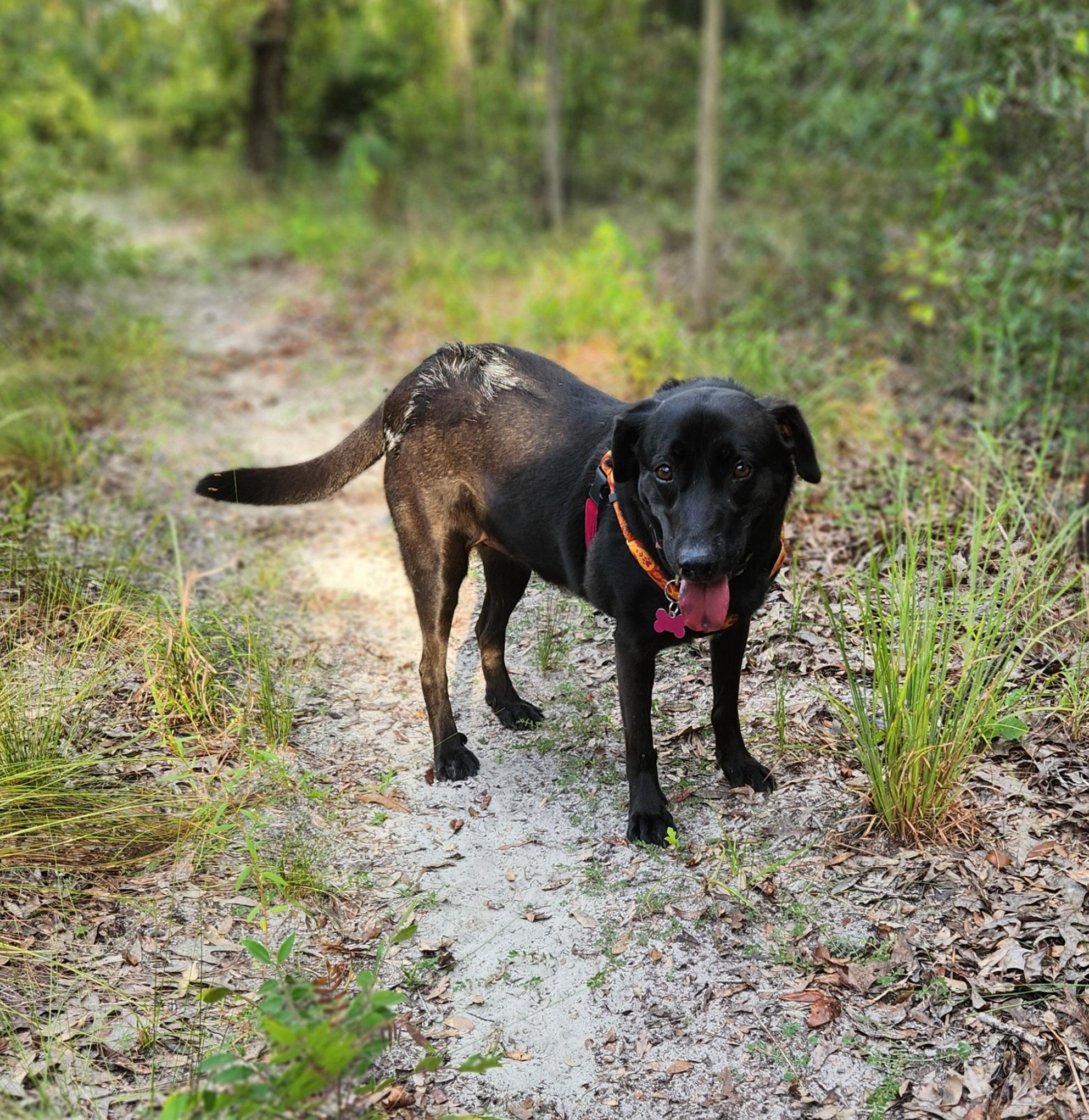 Enlarge Jasmine, a Adopted mixed breed in Spring Hill, FL image 5/6
