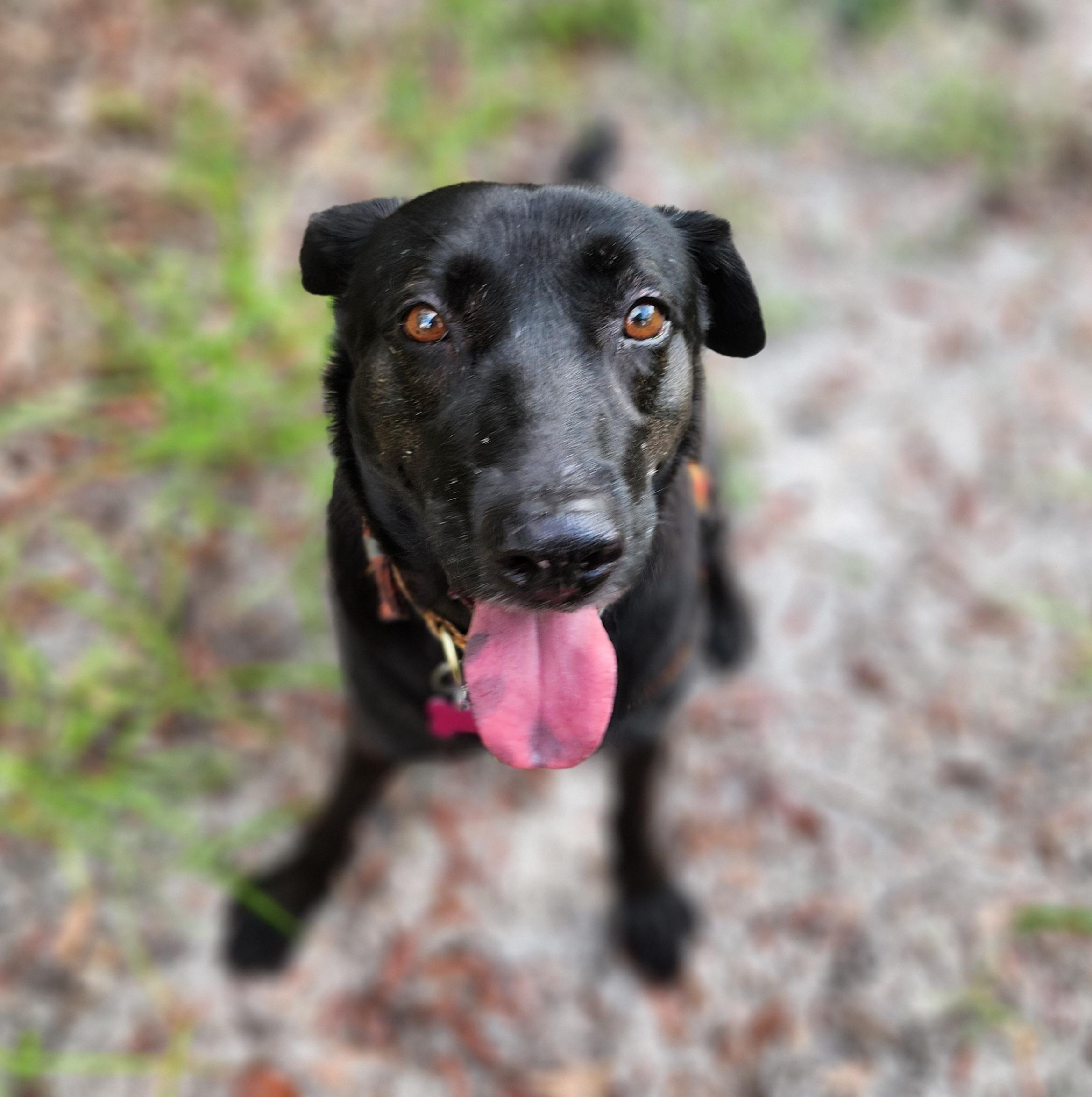 Enlarge Jasmine, a Adopted mixed breed in Spring Hill, FL image 6/6