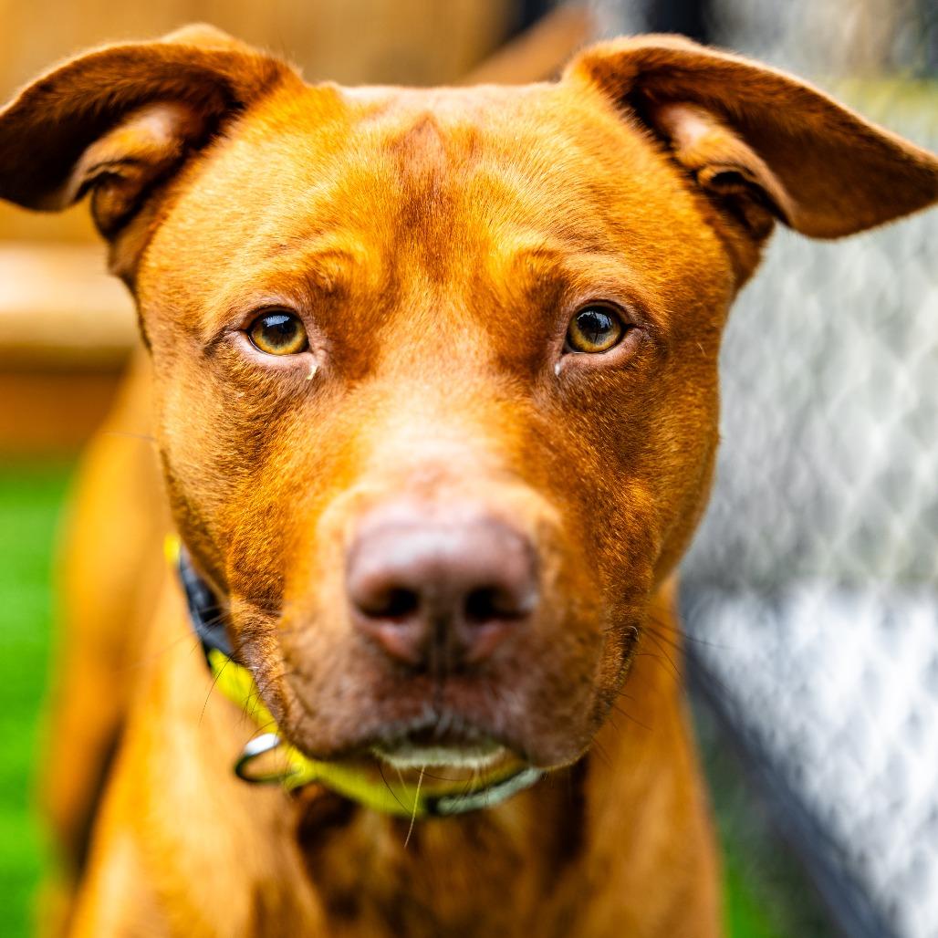 Pete, Adoptable, Adult Male Vizsla.