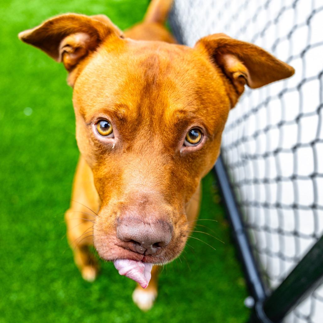 Enlarge Pete, a Adoptable mixed breed in Naperville, IL image 2/6