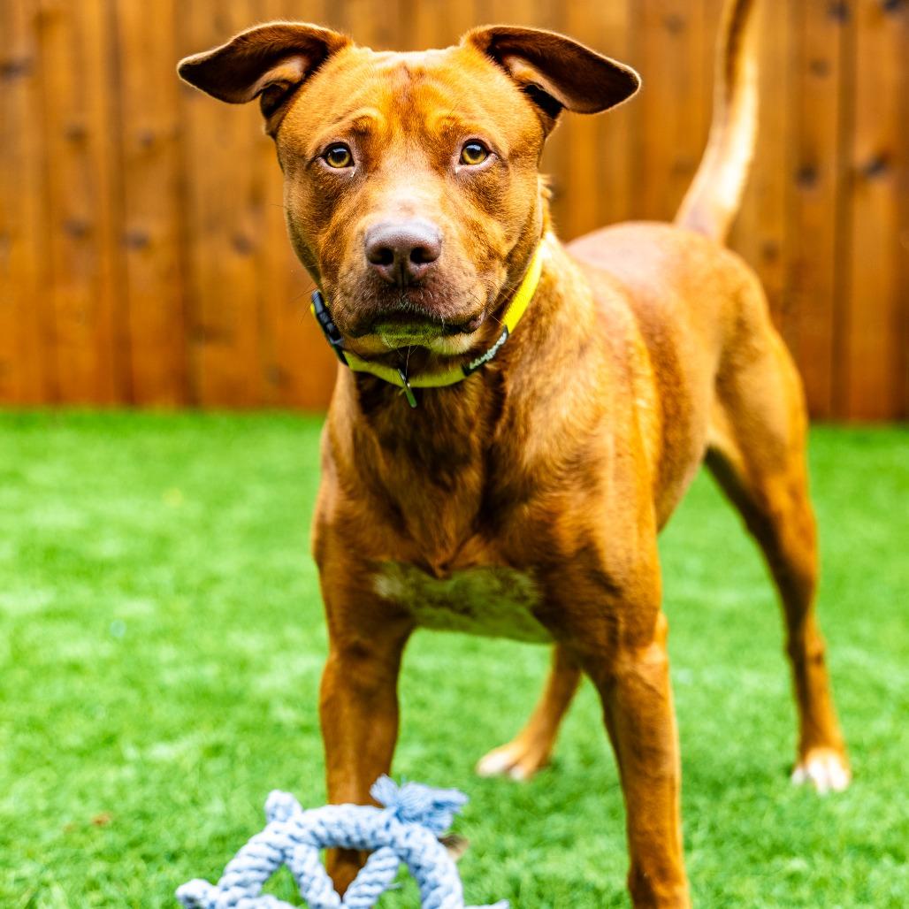 Pete, Adoptable, Adult Male Vizsla.