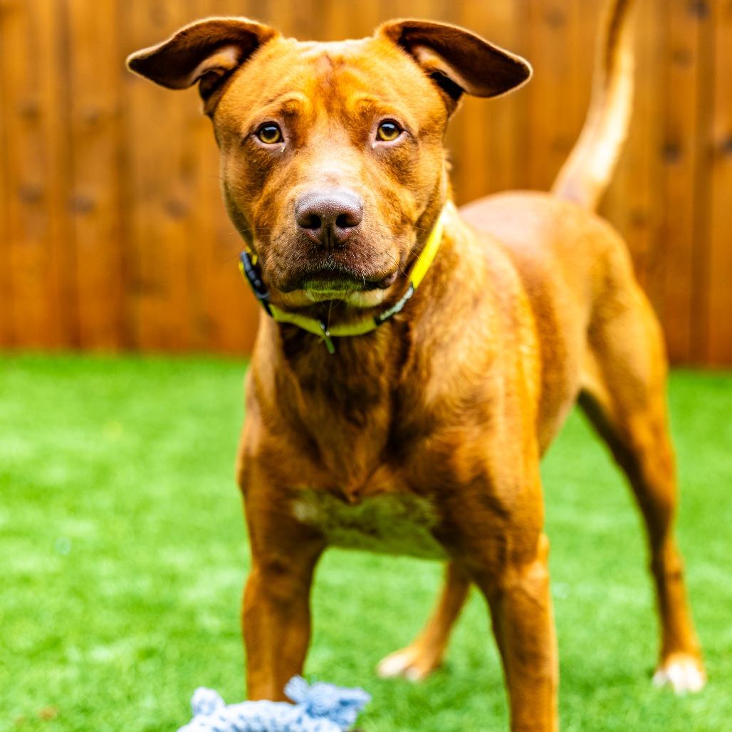 Enlarge Pete, a Adoptable mixed breed in Naperville, IL image 3/6
