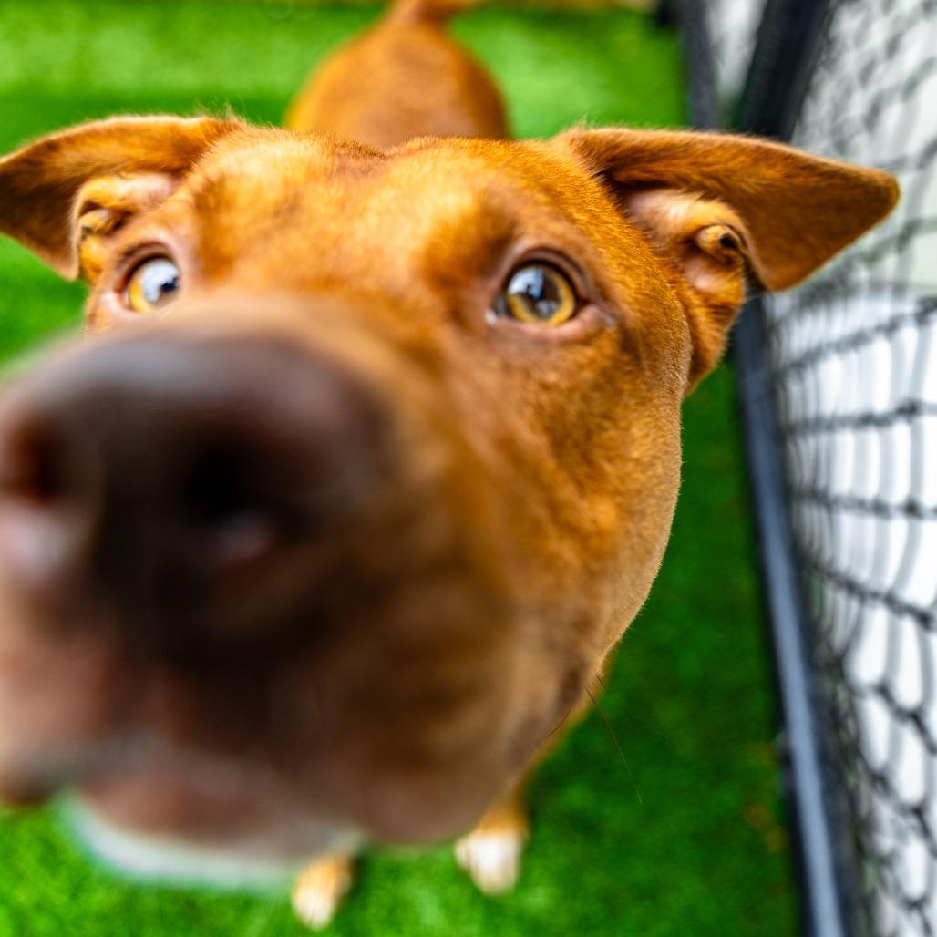 Enlarge Pete, a Adoptable mixed breed in Naperville, IL image 5/6