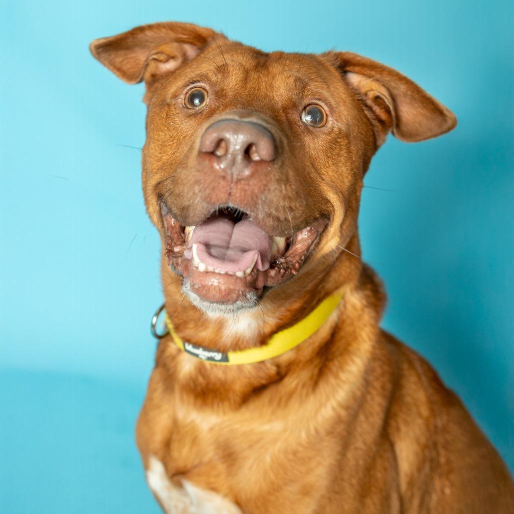 Enlarge Pete, a Adoptable mixed breed in Naperville, IL image 6/6