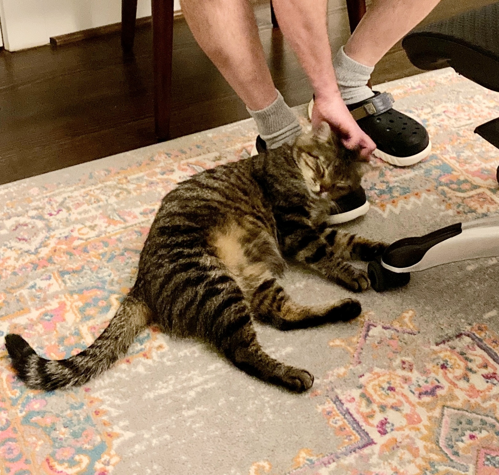 Enlarge Charlie #Mr-Wonderful, a Adopted mixed breed in Houston, TX image 5/5