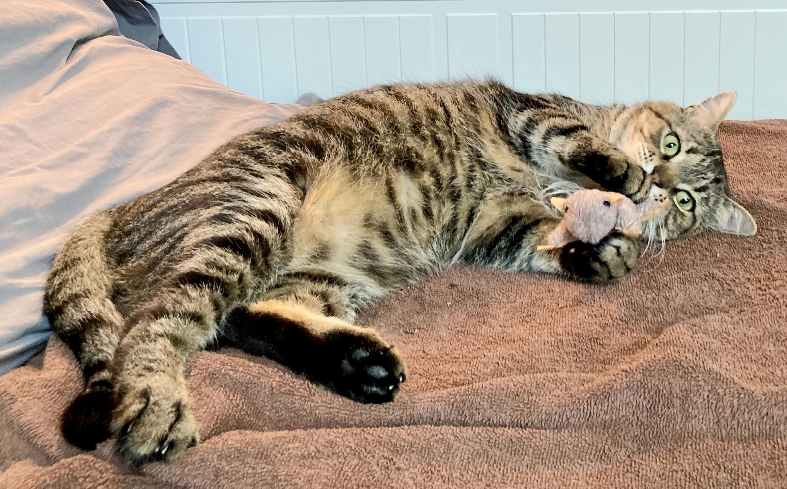 Charlie #Mr-Wonderful, Adopted, Young Male American Shorthair & Domestic Short Hair.