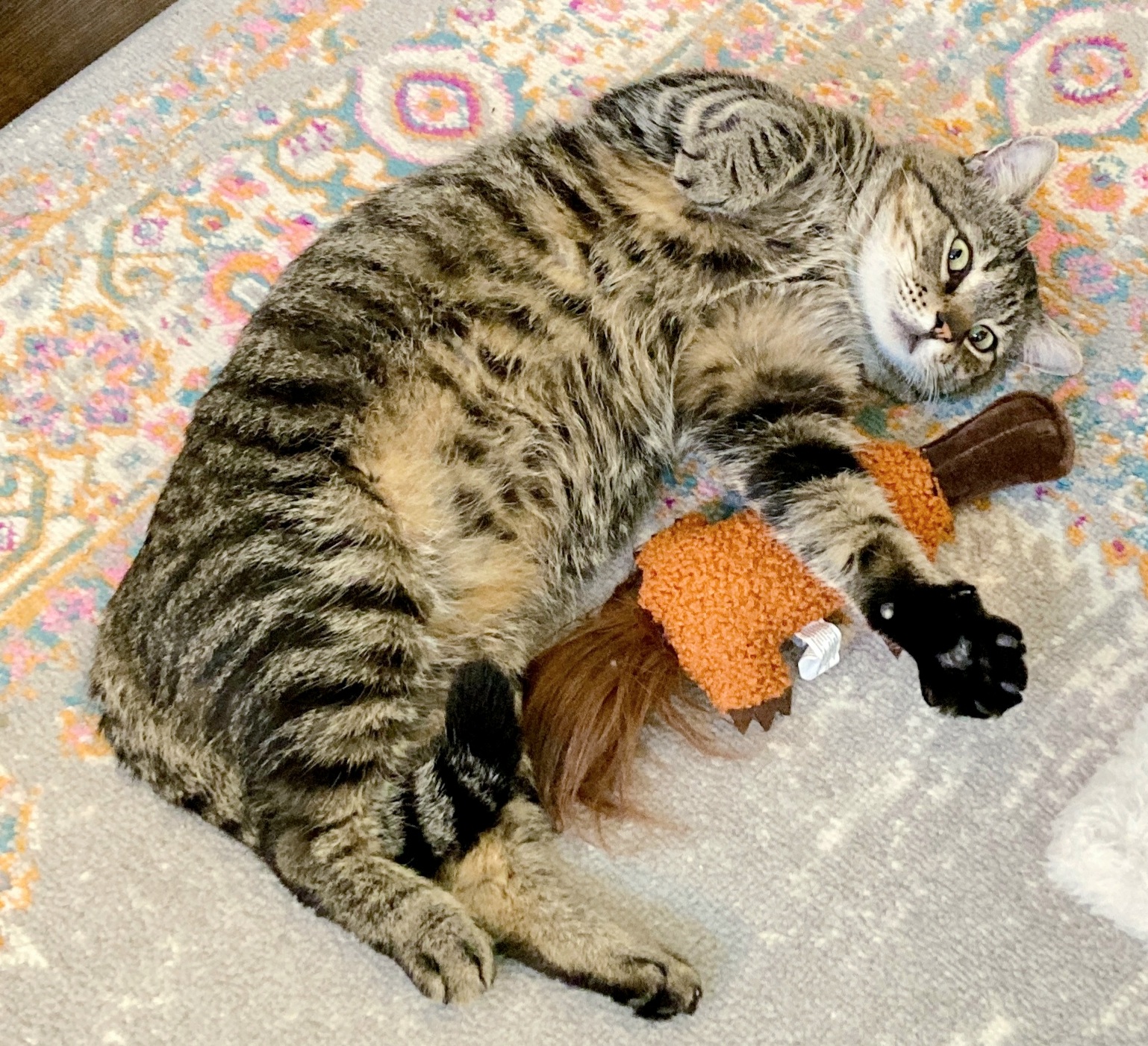 Enlarge Charlie #Mr-Wonderful, a Adopted mixed breed in Houston, TX image 3/5