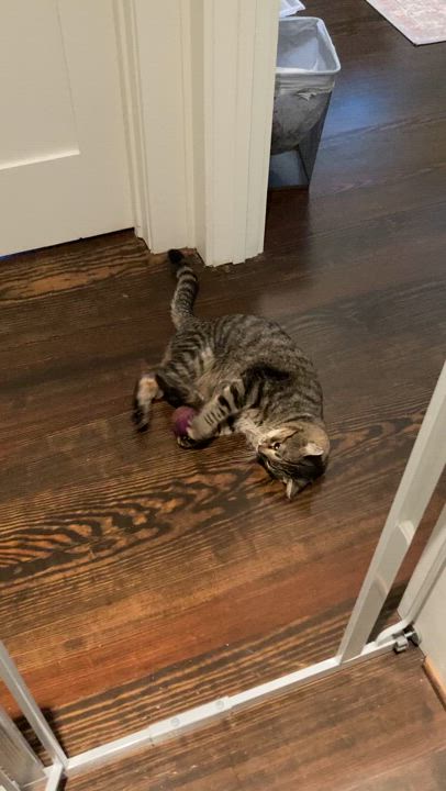 Enlarge Charlie #Mr-Wonderful, a Adopted mixed breed in Houston, TX video 4/5