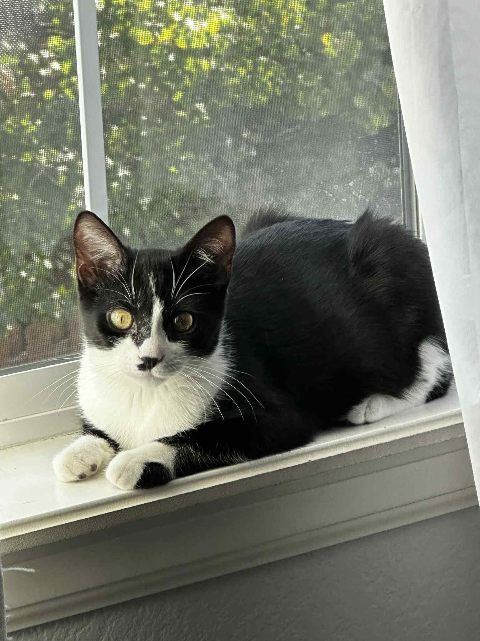 Enlarge Plum, a Adoptable Domestic Short Hair in Highlands Ranch, CO image 2/5