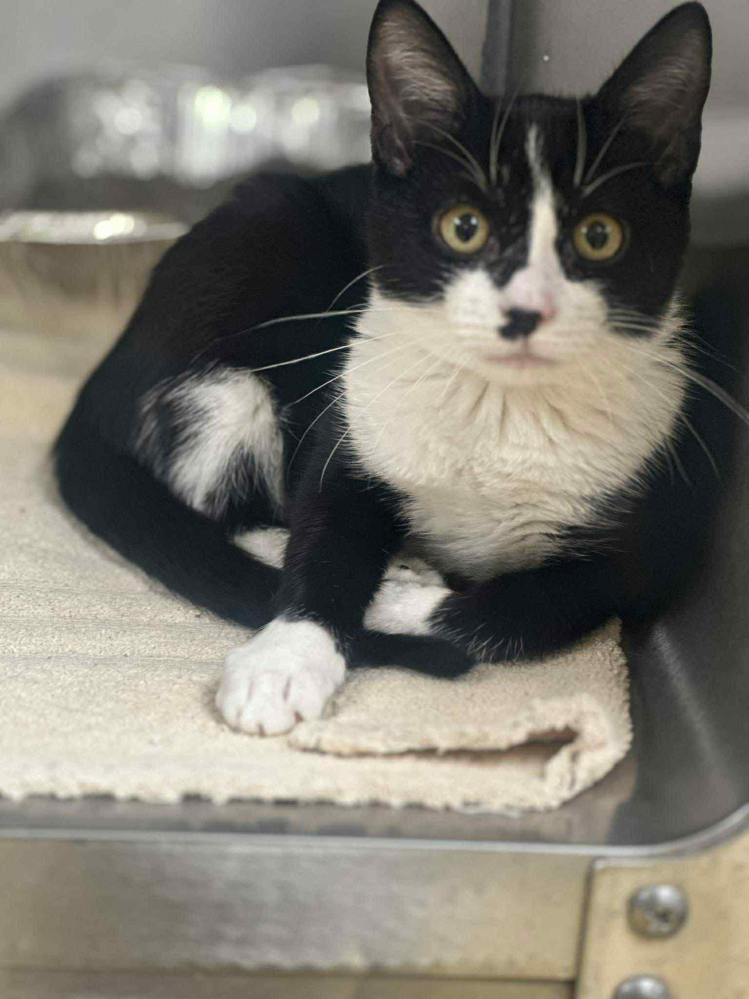 Enlarge Plum, a Adoptable Domestic Short Hair in Highlands Ranch, CO image 5/5