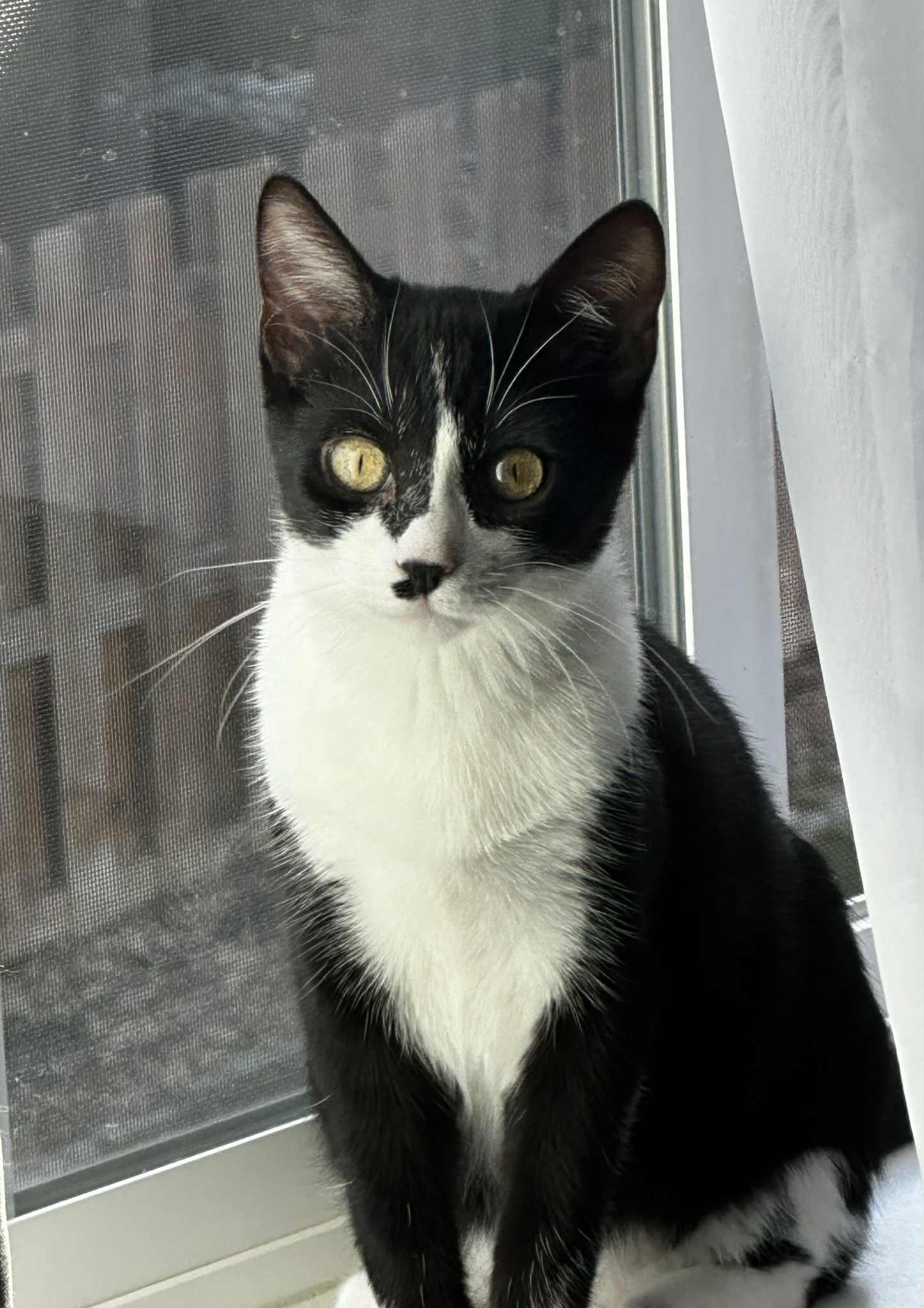 Plum, Adoptable, Kitten Female Domestic Short Hair.