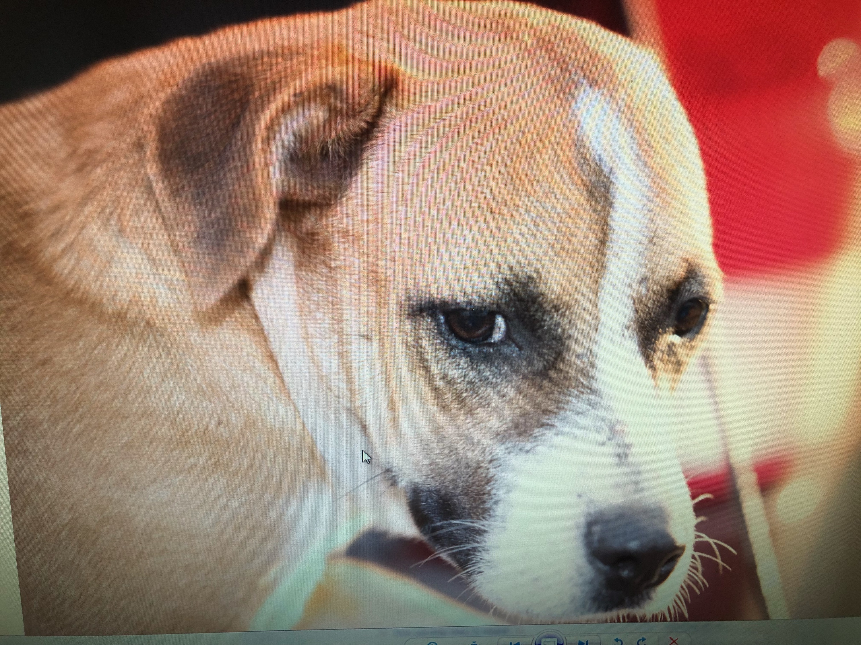 Matilde, a Adoptable mixed breed in Bigfoot, TX image 1/4