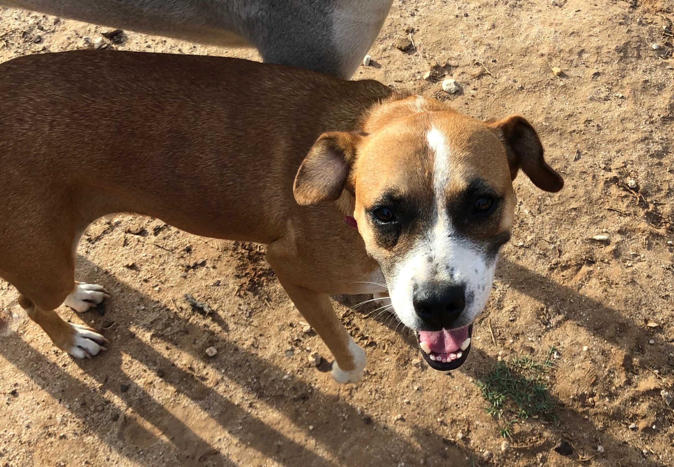 Matilde, a Adoptable mixed breed in Bigfoot, TX image 2/4