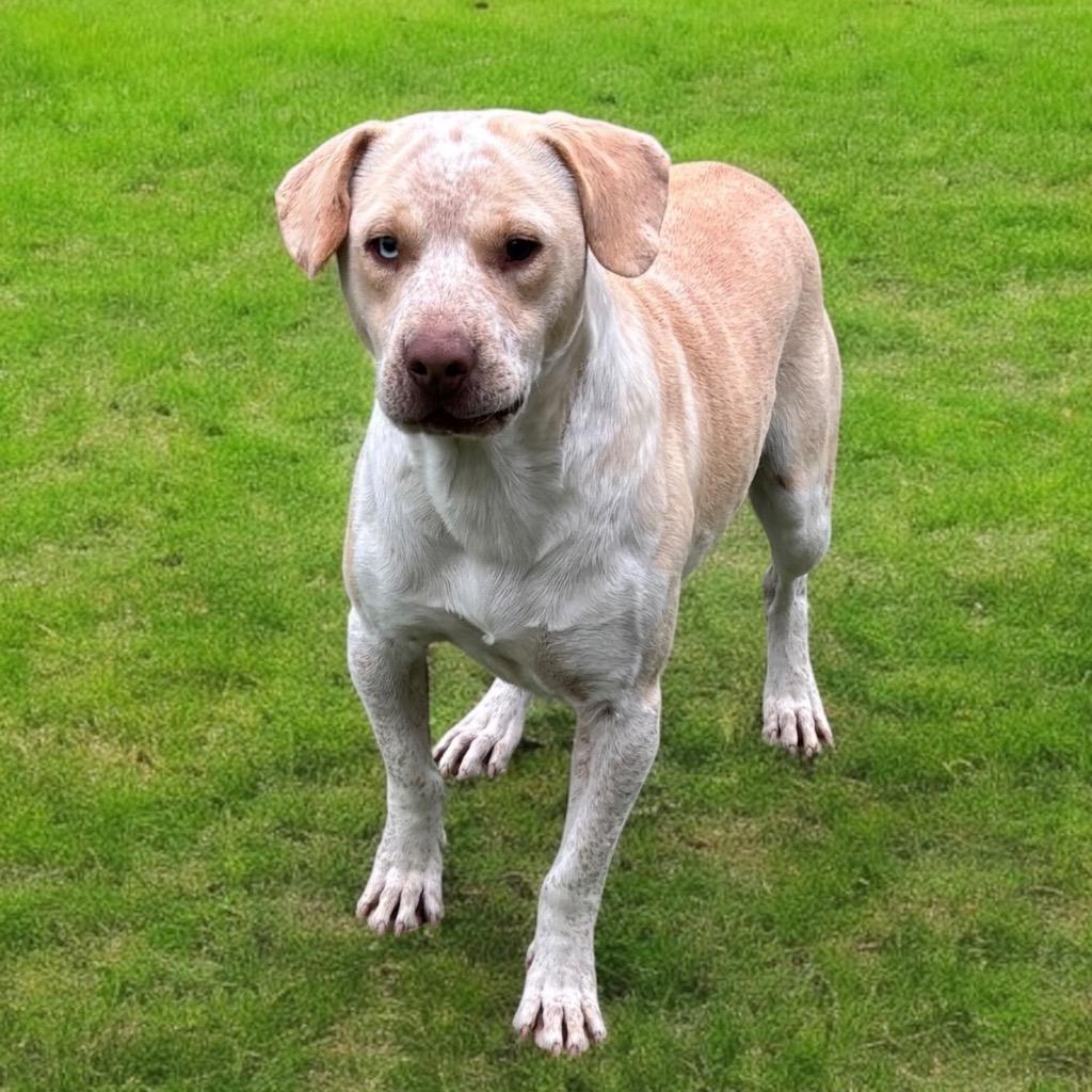 Creed, Adopted, Young Male Mixed Breed.