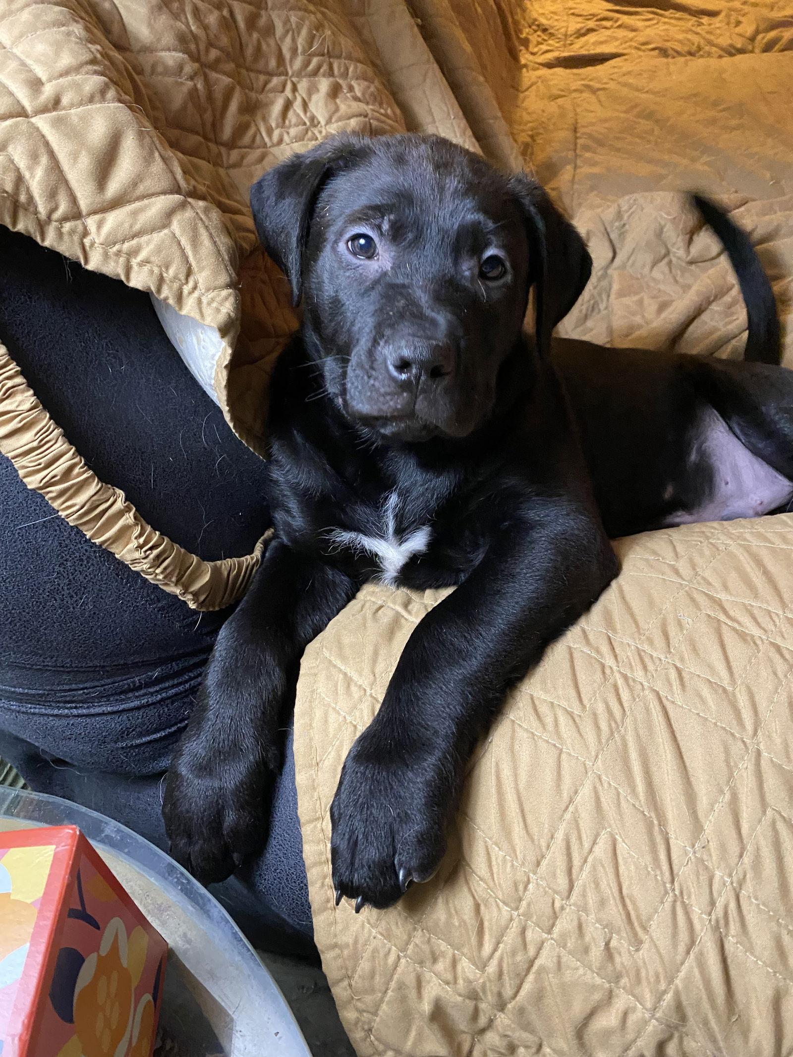 Raven D6135, Adopted, Young Male Shepherd.