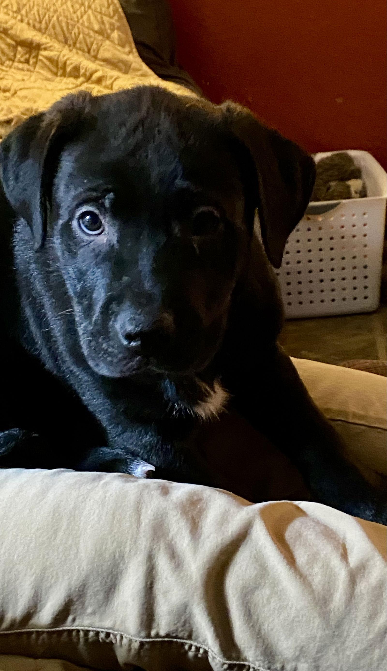 Raven D6135, a Adopted Shepherd in minneapolis, MN image 2/3