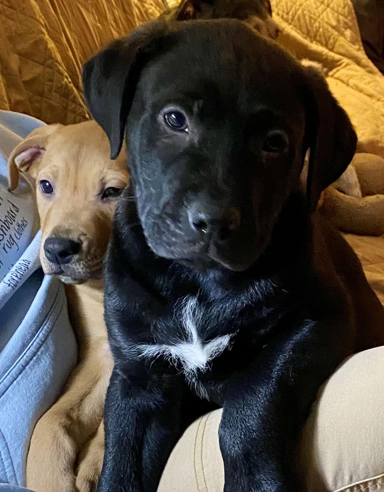 Raven D6135, a Adopted Shepherd in minneapolis, MN image 3/3