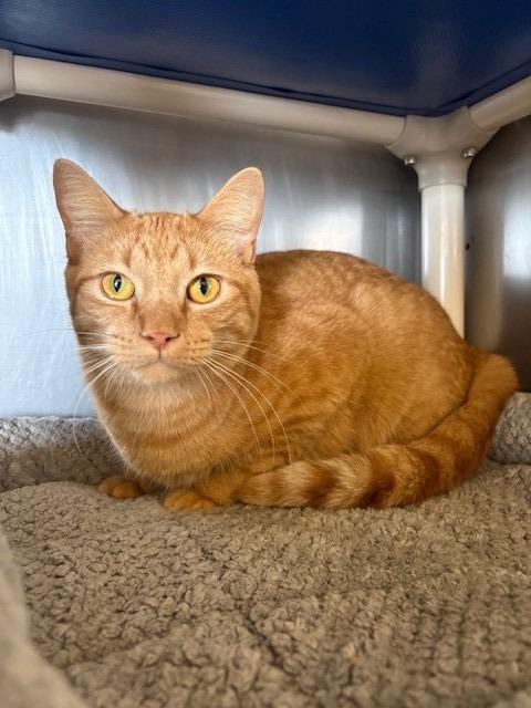 Enlarge Sanford, a Adopted mixed breed in Ladysmith, WI image 1/4