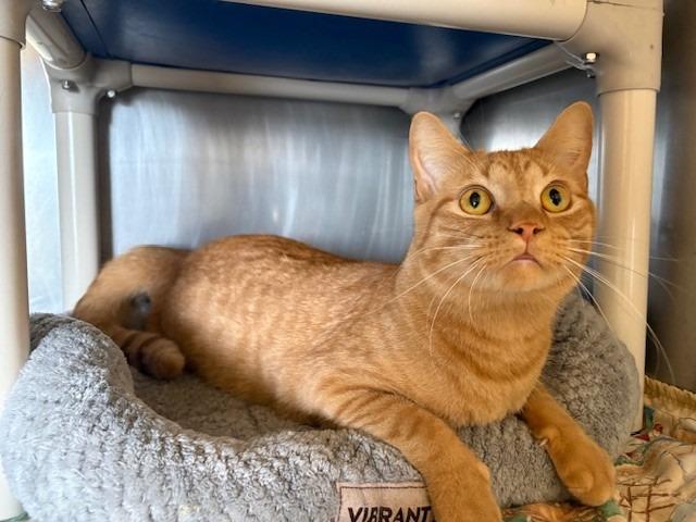 Enlarge Sanford, a Adopted mixed breed in Ladysmith, WI image 3/4