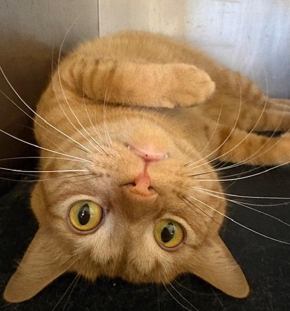 Enlarge Sanford, a Adoptable mixed breed in Ladysmith, WI image 2/4