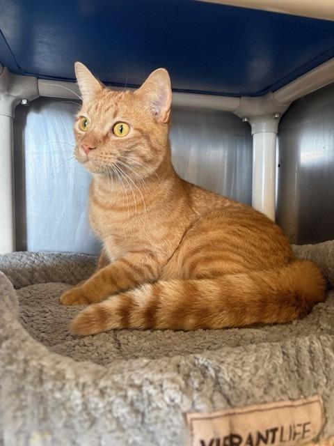 Enlarge Sanford, a Adoptable mixed breed in Ladysmith, WI image 3/4