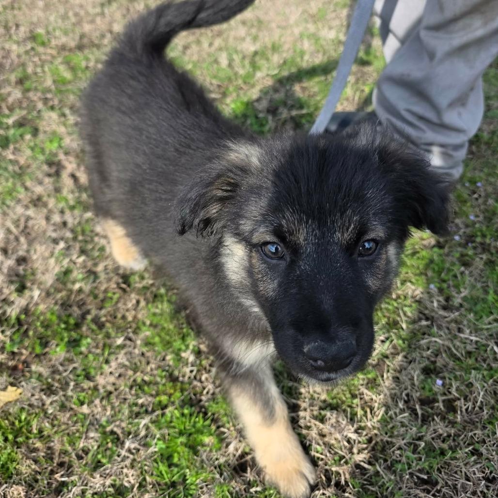 Enlarge Galaxian, a Adoptable Mixed Breed in Jackson, MO image 1/3
