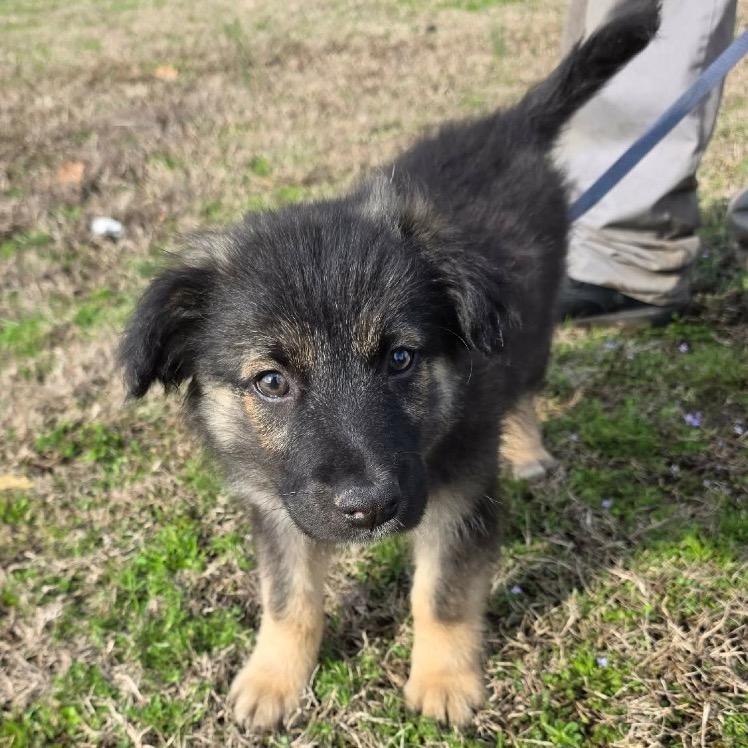 Enlarge Galaxian, a Adoptable Mixed Breed in Jackson, MO image 2/3