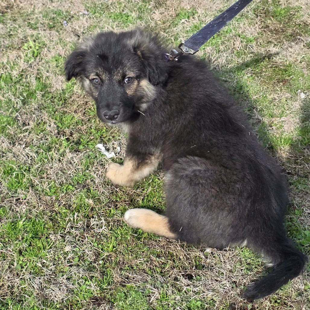 Enlarge Galaxian, a Adoptable Mixed Breed in Jackson, MO image 3/3