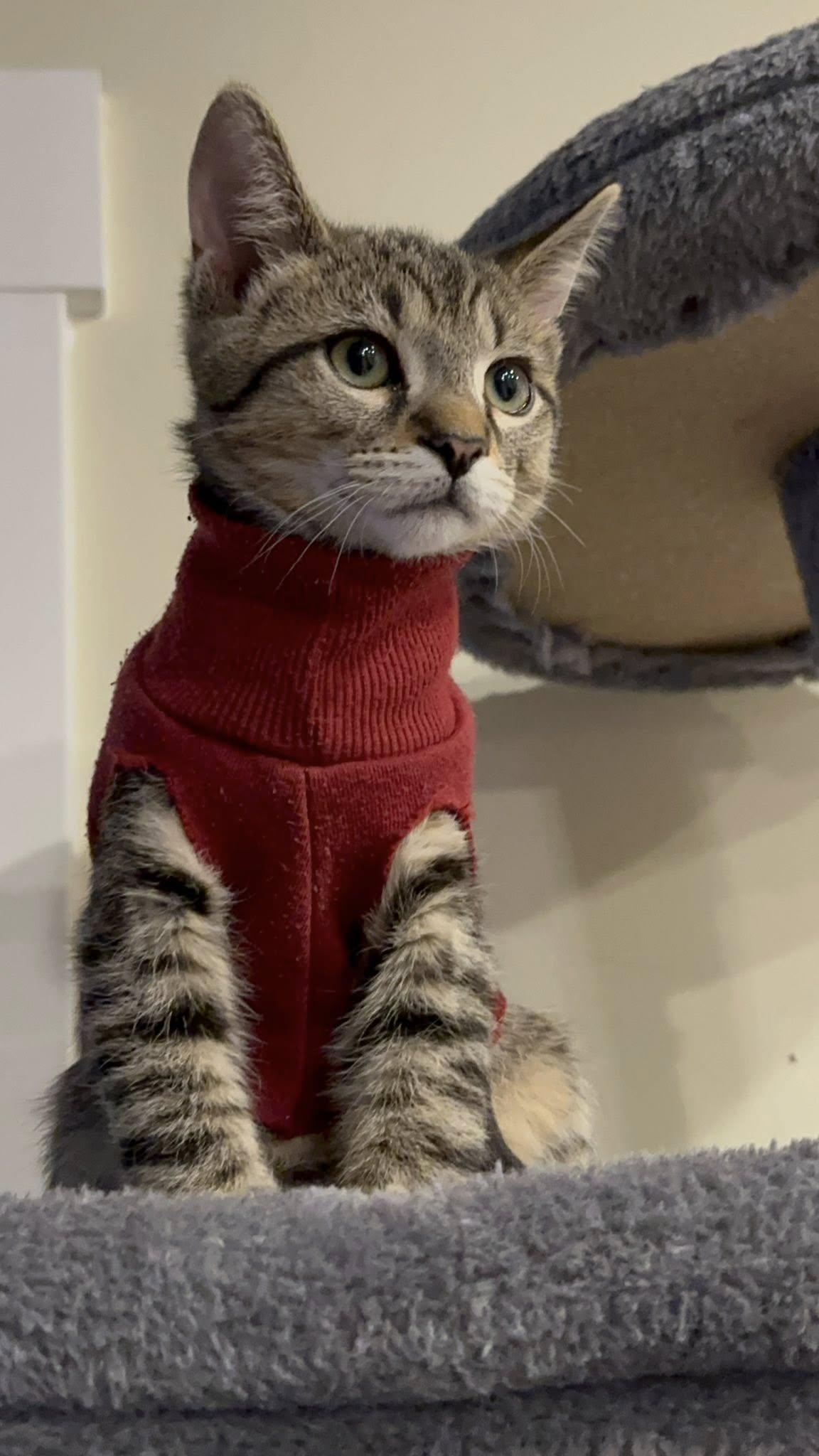 Morty, Adoptable, Kitten Male Domestic Short Hair.