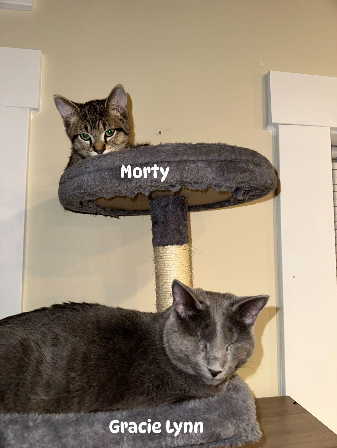 Morty, a Adoptable mixed breed in Harwinton, CT image 2/5