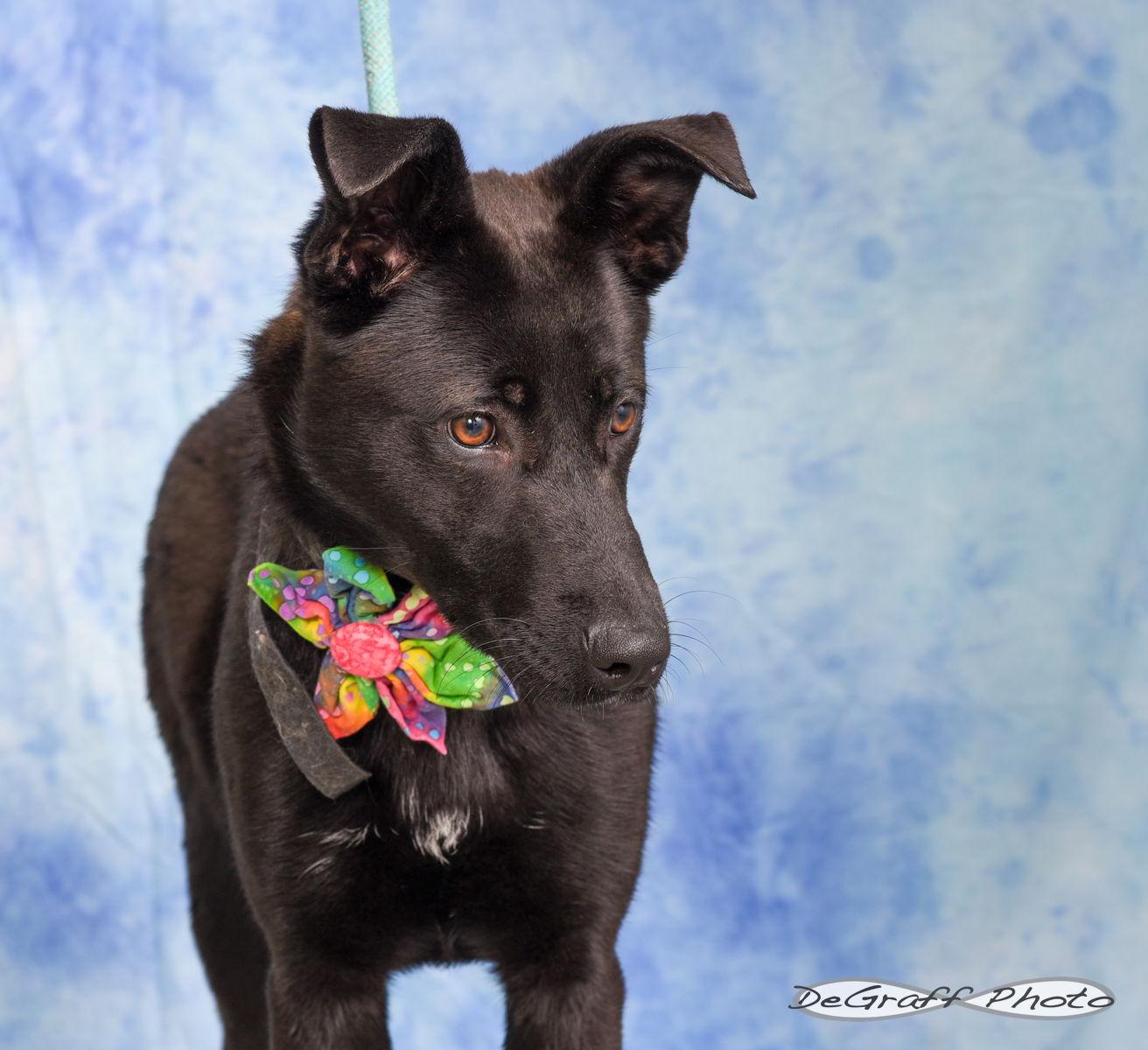 Wendy, Adopted, Young Female Shepherd.