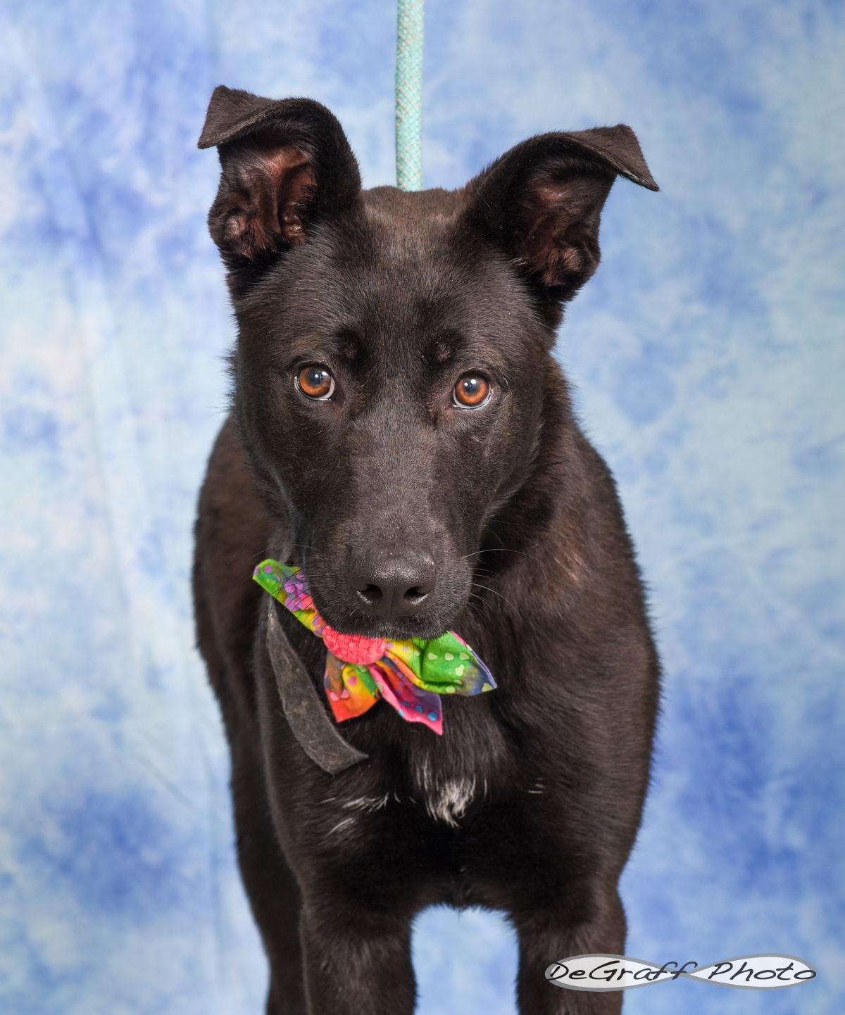 Enlarge Wendy, a Adopted Shepherd in Pittsboro, NC image 2/2