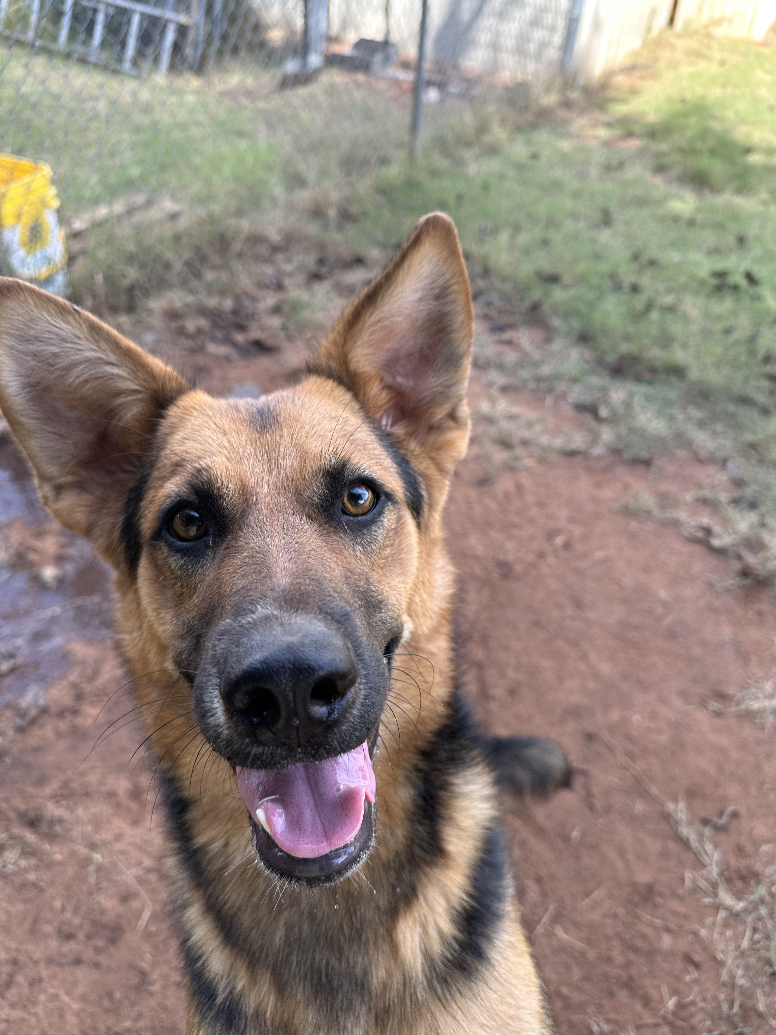 Nora, a Adoptable mixed breed in Guthrie, OK image 1/5