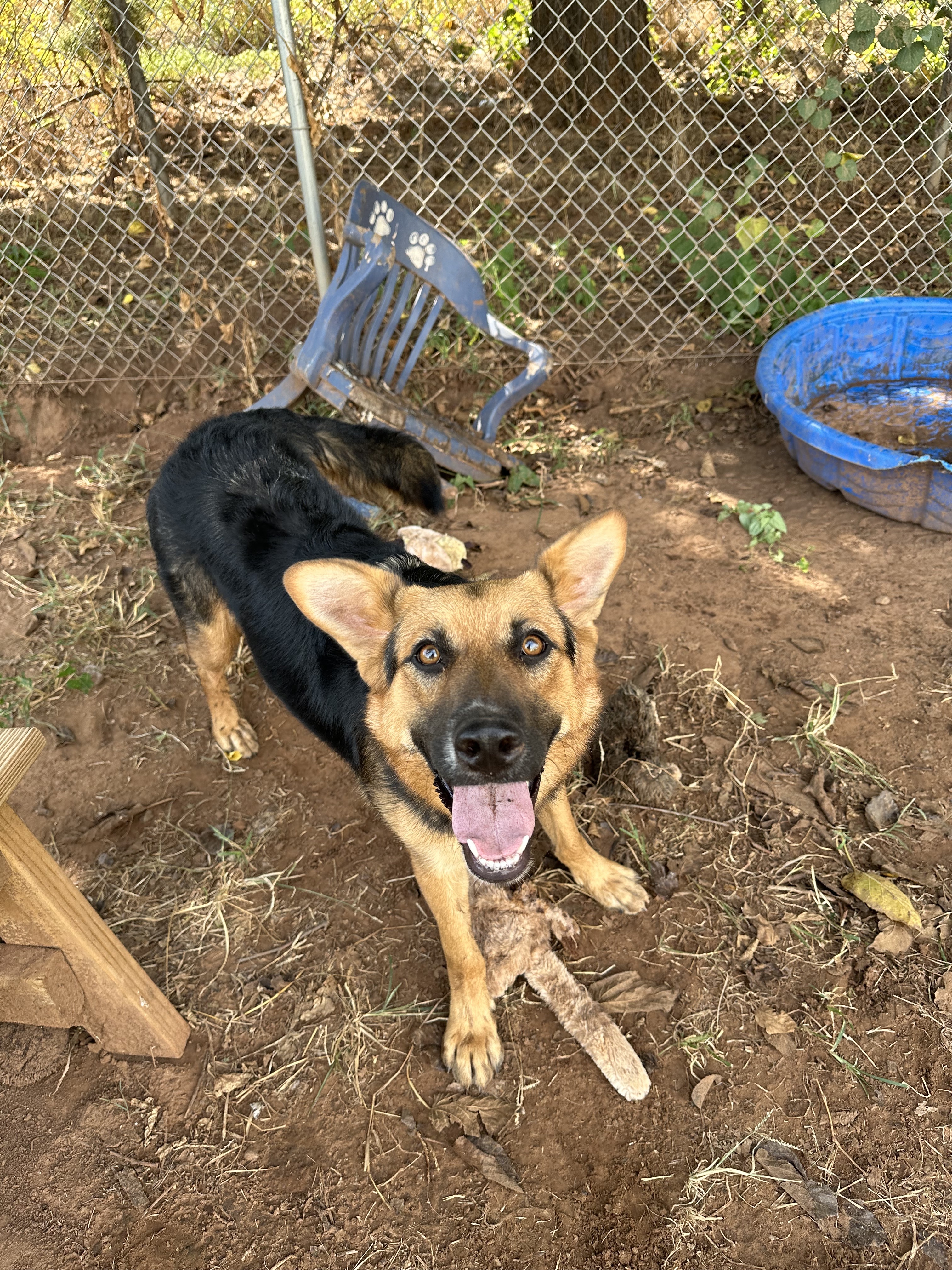 Nora, a Adoptable mixed breed in Guthrie, OK image 2/5